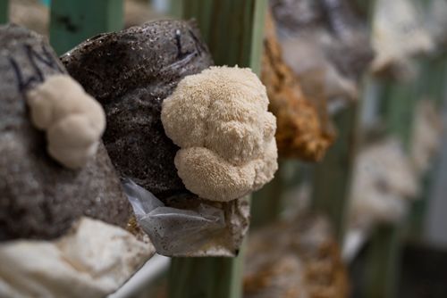 Kasota Mushrooms 2